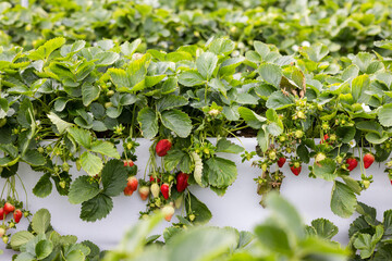 Fresh ripe organic strawberry farm field