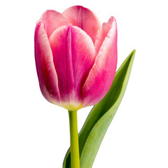 A single pink color tulip flower
