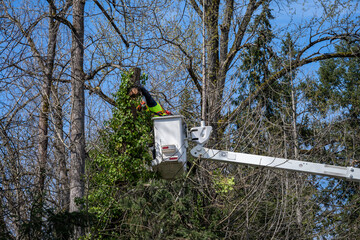 City parks worker high up in a lift bucket cutting down a windfall tree covered in ivy, hazard prevention
