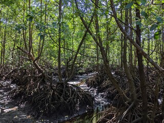 The lush green mangrove conservation forest is used as an educational tourist spot in East Kalimantan