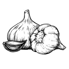 Sketch garlic vintage vector drawing isolated on white