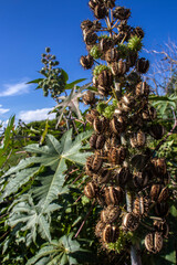 Fototapeta premium ricinus communis plant on field in Brazi Castor bean seeds 