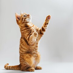Obraz premium A striped red cat sits on its hind legs, raised its front paws up and looks up on a white floor in studio. Portrait of a pet in motion. Studio photo of funny cat doing trick.