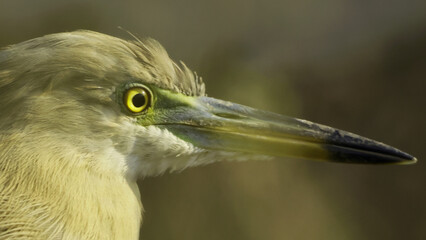 Indian Pond Heron
