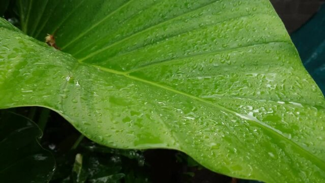raindrops on taro leaves close up footage