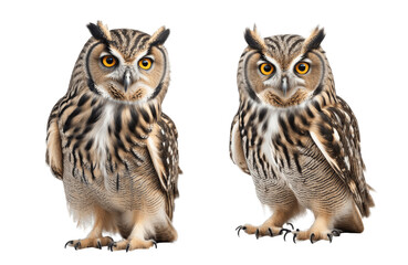 close up portrait of two owls isolated on transparent background