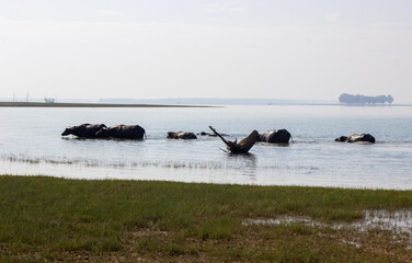 Buffalo playing in the water in Sirindhorn Dam,Ubonratchathani, Monday, ‎February ‎26, ‎2024