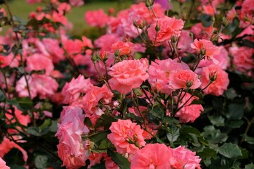 pink rose in full blooming	
