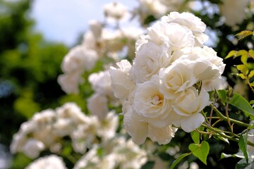 Iceberg rose in full blooming	
