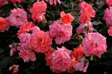 pink rose in full blooming	
