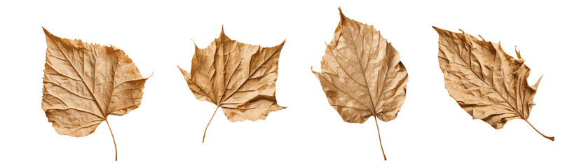 set of dry leaves isolated on transparent background