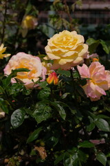 Peace rose in full blooming	
