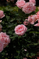 Hamamirai rose in full blooming	