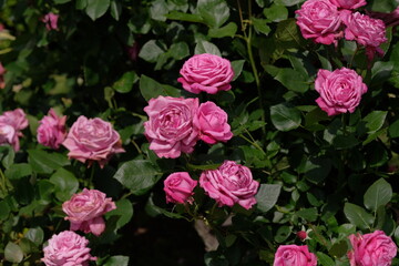 blue perfume in full blooming	