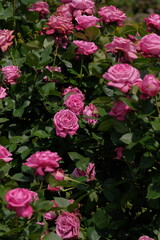 blue perfume in full blooming	