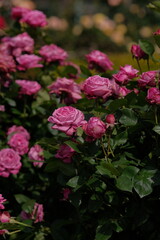 blue perfume in full blooming	