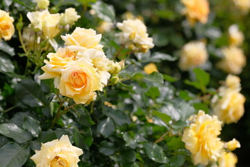 Obraz na płótnie Canvas Eureka rose in full blooming