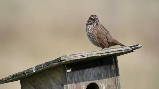 Fox sparrow perched on a birdhouse during a spring season at the Pitt River Dike Scenic Point in Pitt Meadows, British Columbia, Canada