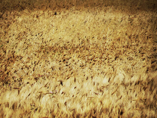 a detail of wheat field