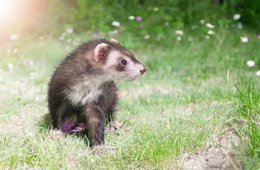 ferret in nature