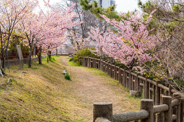 Yodo Castle Ruins in Kyoto in cherry blossoms season. Japan.