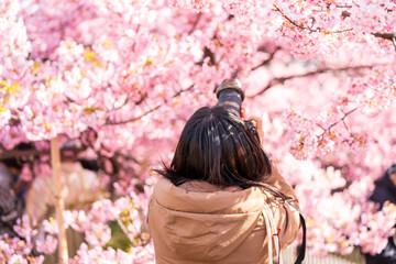 Back view a women are enjoying cherry blossoms and taking photos with camera in spring. Japan.