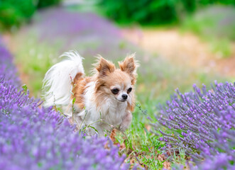 chihuahua in nature