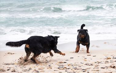 rottweiler and beauceron on the beach