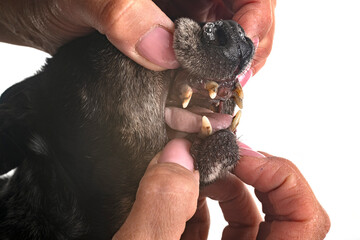 tartar teeth of old dog