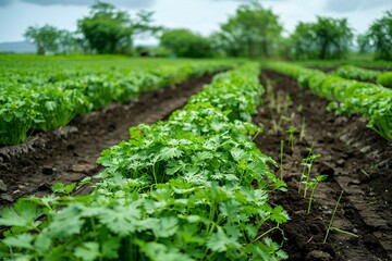 Fototapeta na wymiar Organic farming of cilantro in a sustainable agriculture setting