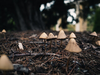 Close up of mushrooms