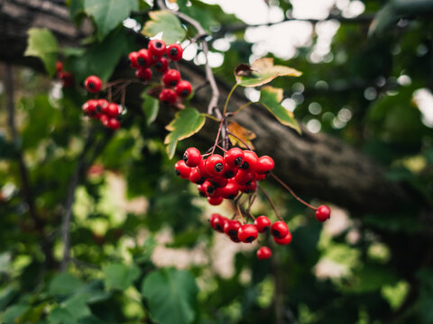 Berries on a tree