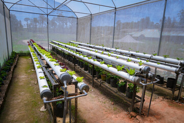 verticulture farm, plant vegetables vertically in used pipes and buckets - obrazy, fototapety, plakaty