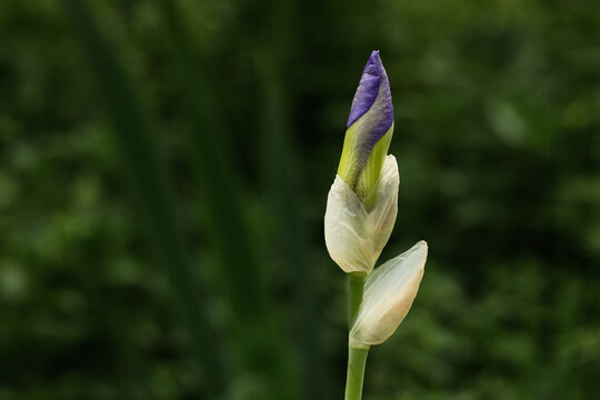 iris bud