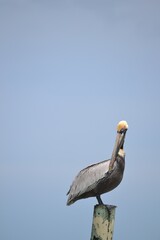 A pelican perches on a wooden pole, its body oriented to the right, its head turned to the left, situated in the lower right corner against the backdrop of a hazy blue sky.