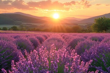 A landscape of a summer sunset on a lavender field.