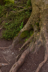 tree trunk in the forest