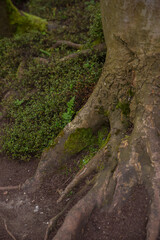 Fototapeta premium tree in the woods