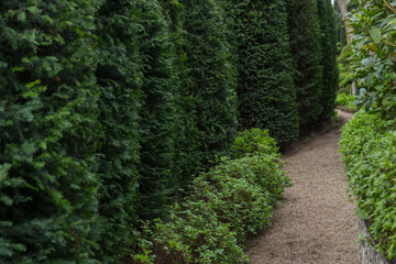 green moss on the wall