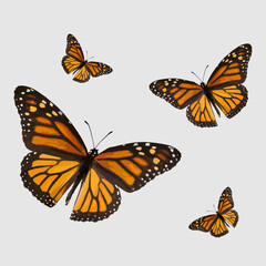 Set of butterflies isolated on a white background - 3d illustration