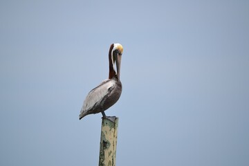 A pelican perches atop a wooden pole piling, one foot dangling over the edge, preening its chest against the backdrop of a hazy blue sky at Ponce Inlet, Jetty Beach, Florida.