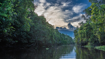 A calm river in a protected rain forest. Impenetrable thickets of tropical trees on the banks. Clouds in the blue sky. Glare, reflection on the water. Malaysia. Borneo. Kinabatangan River