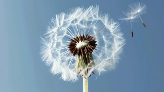 A dandelion seed head releases its delicate, white parachutes against a dark background, symbolizing wishes, dreams, and the cycle of life. The image evokes a sense of hope and new beginnings.
