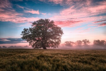 Fototapeta na wymiar Old oak tree on a wheat field at sunset. Toned.