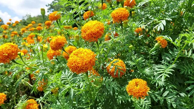  close up yellow  marigold flowers in field .sways flowers , isolated ,bright 4k HD video medical healthy flower insecticides protection . orange marigold flowers 4k close up nature video 