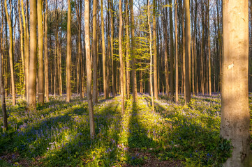 Fototapeta premium The rising sun illumingating a flowerbed of bluebells in the Hallerbos, on an early spring morning.