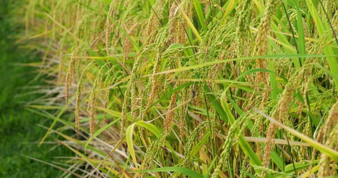 Good condition of ripening rice, seed-bearing panicles hang down, change color from green to yellow during maturity phase. Concept of traditional agriculture and staple food of Indonesia