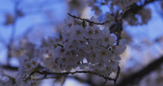 A cherry blossom swinging wind in Japan in spring season close up