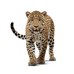 Leopard isolated on the white background
