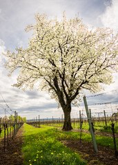 Blooming cherry tree in a vineyard in Burgenland - 783532968